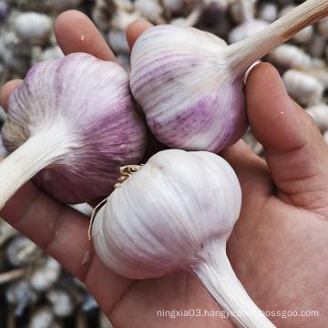 new crop China/Chinese fresh garlic in bulk normal white garlic for wholesale